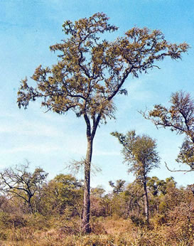 quebracho colorado chaqueño