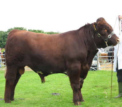 Shorthorn