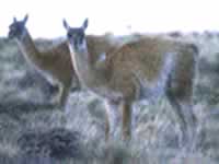 Parque Nacional Monte León