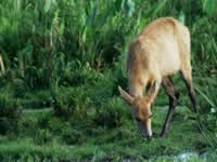 Parque Nacional Iberá