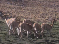 Parque Nacional San Guillermo