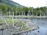 Parque Nacional Tierra del Fuego