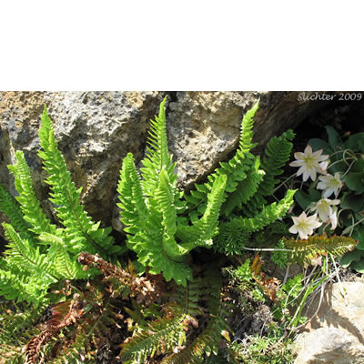 Polystichum mohrioides