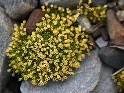 Clavel Antártico (Colobanthus quitensis)