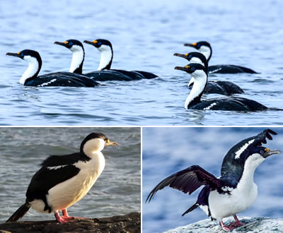 Cormorán Antártico (Leucocarbo bransfieldensis)