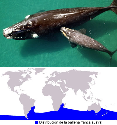 Ballena franca austral (Eubalaena australis)