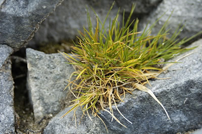 Pasto Antártico (Deschampsia antarctica)