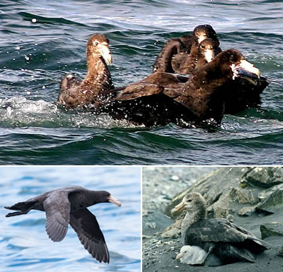 Petrel gigante antártico (Macronectes giganteus)