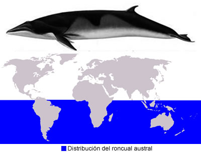 Rorcual austral o Minke antártico (Balaenoptera bonaerensis)