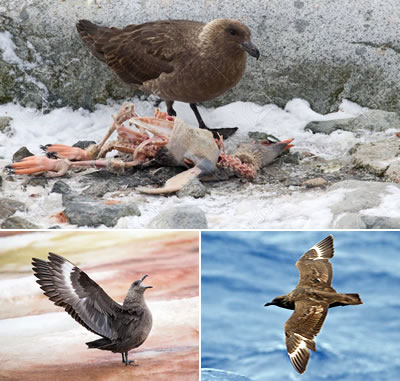 Skua polar (Stercorarius maccormicki)