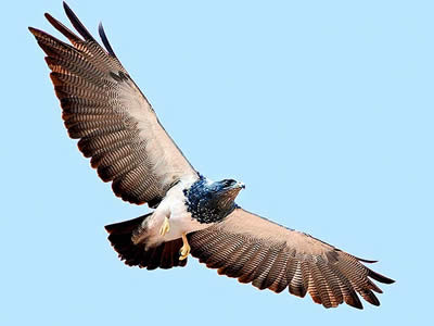 Águila Mora (Geranoaetus Melanoleucus)