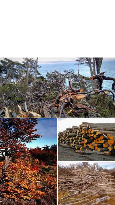 explotación forestal en tierra del fuego