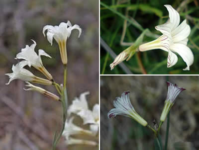 Campanilla (Olsynium biflorum)