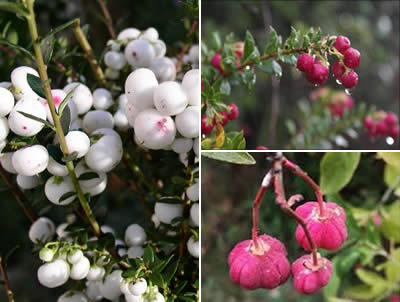 Chaura (Gaultheria mucronata)