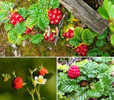 Frutilla de Magallanes (Rubus geoides)