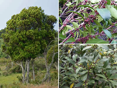 Maitén o Leña dura (Maytenus magellanica)