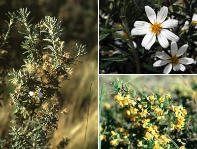 Mata Negra (Chiliotricum diffusum)