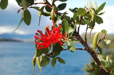 Notro (Embothrium coccineum)