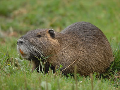 Coipo o Nutria