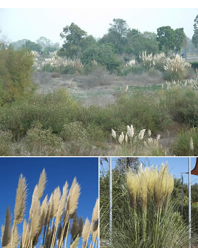 Cortaderia selloana