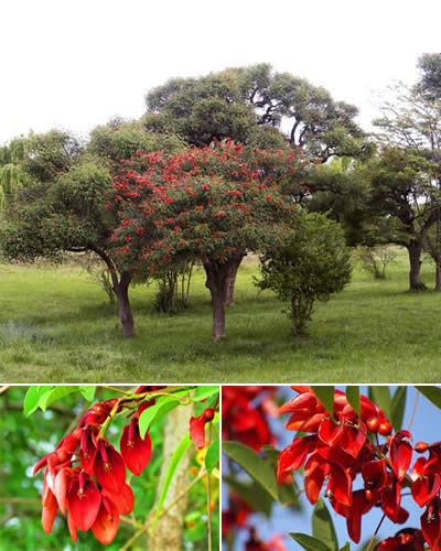 Flora de provincia Buenos Aires