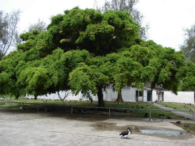 Ficus benjamina