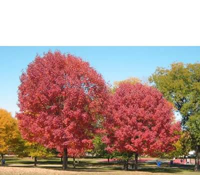 Fresno Americano (Fraxinus americana)