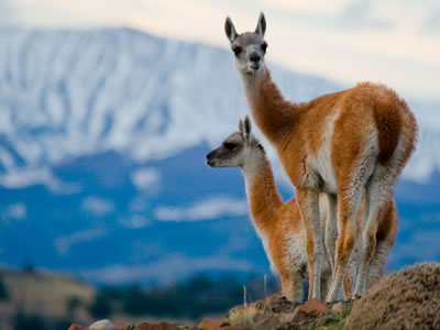 El guanaco