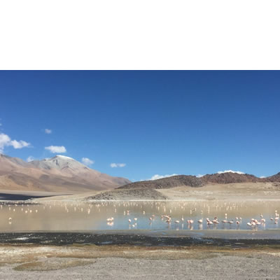 Flamencos en el Volcán Galán