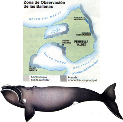 Ballena franca austral (Eubalaena australis).