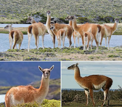 Guanaco (Lama guanicoe)