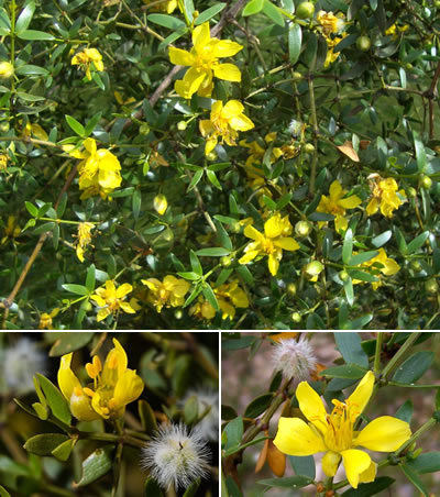 Jarilla hembra (Larrea divaricata)