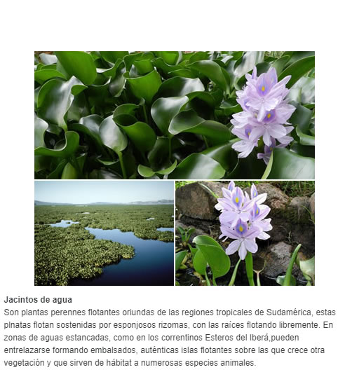 Jacintos de agua Son plantas perennes flotantes oriundas de las regiones tropicales de Sudamérica, estas plnatas flotan sostenidas por esponjosos rizomas, con las raíces flotando libremente. En zonas de aguas estancadas, como en los correntinos Esteros 