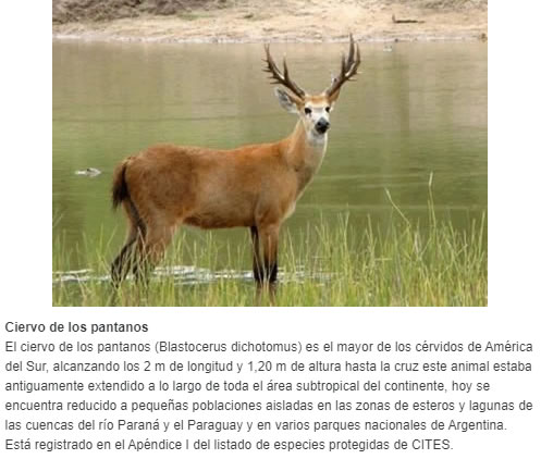 Ciervo de los pantanos El ciervo de los pantanos (Blastocerus dichotomus) es el mayor de los cérvidos de América del Sur, alcanzando los 2 m de longitud y 1,20 m de altura hasta la cruz este animal estaba antiguamente extendido a lo largo de toda el ár