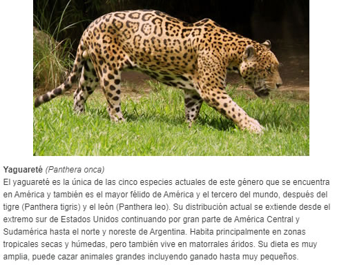 Yaguareté (Panthera onca) El yaguareté es la única de las cinco especies actuales de este género que se encuentra en América y también es el mayor félido de América y el tercero del mundo, después del tigre (Panthera tigris) y el león (Panthera 