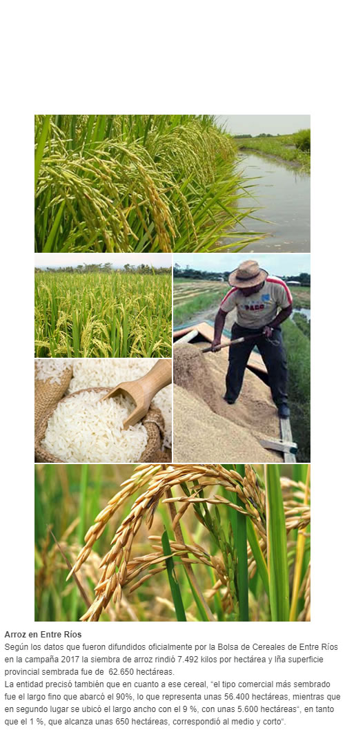 Arroz en Entre Ríos  Según los datos que fueron difundidos oficialmente por la Bolsa de Cereales de Entre Ríos en la campaña 2017 la siembra de arroz rindió 7.492 kilos por hectárea y lña superficie provincial sembrada fue de  62.650 hectáreas. La