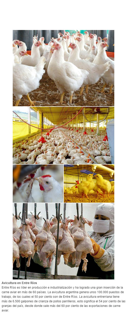 Avicultura en Entre Ríos Entre Ríos es líder en producción e industrialización y ha logrado una gran inserción de la carne aviar en más de 60 países. La avicultura argentina genera unos 100.000 puestos de trabajo, de los cuales el 50 por ciento so