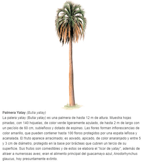 La palera yatay (Butia yatay) es una palmera de hasta 12 m de altura. Muestra hojas pinadas, con 140 hojuelas, de color verde ligeramente azulado, de hasta 2 m de largo con un pecíolo de 60 cm, subleñoso y dotado de espinas. Las flores forman infloresce