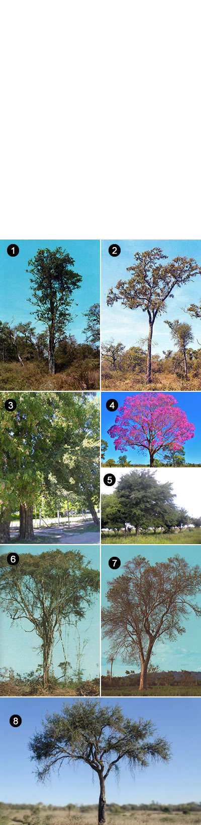 Bosques Altos en formosa