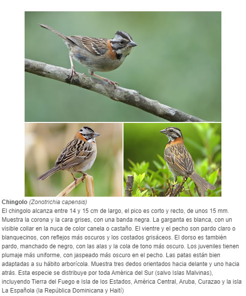 El chingolo alcanza entre 14 y 15 cm de largo, el pico es corto y recto, de unos 15 mm. Muestra la corona y la cara grises, con una banda negra.