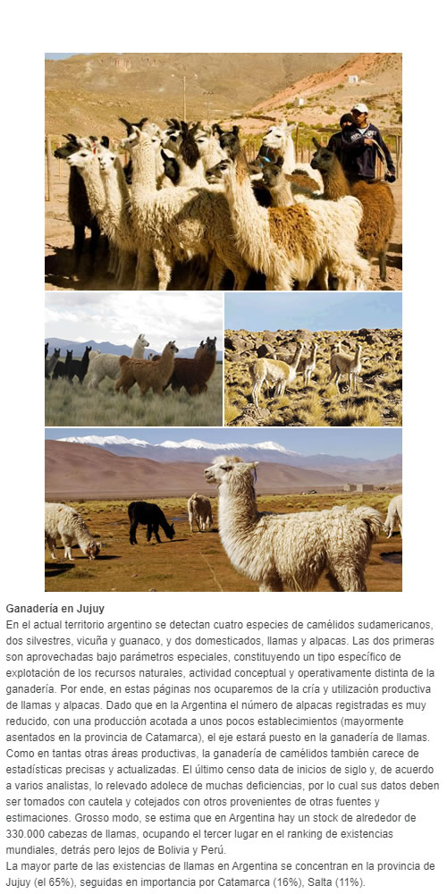 Ganadería en Jujuy - La mayor parte de las existencias de llamas en Argentina se concentran en la provincia de Jujuy (el 65%)