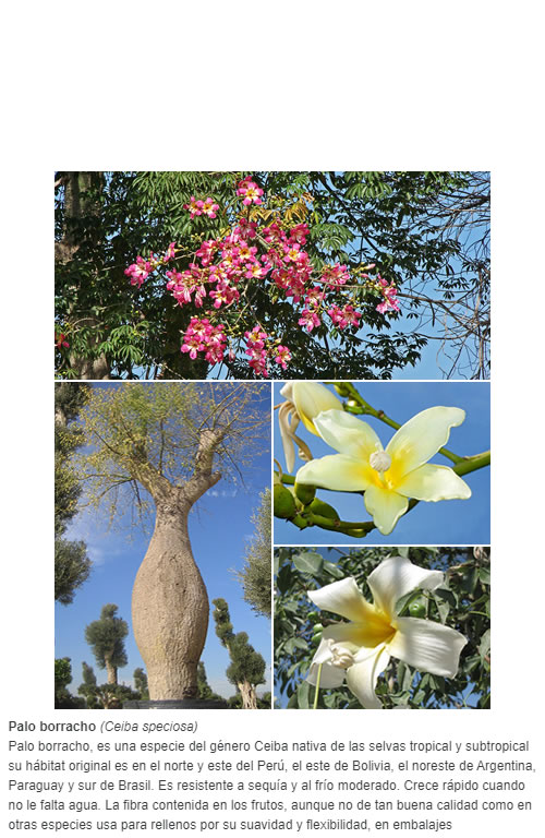 Palo borracho, es una especie del género Ceiba nativa de las selvas tropical y subtropical su hábitat original es en el norte y este del Perú, el este de Bolivia, el noreste de Argentina,