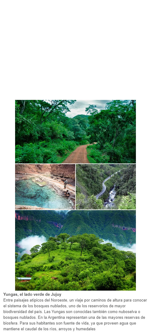 Yungas, el lado verde de Jujuy entre paisajes atípicos del Noroeste, un viaje por caminos de altura para conocer el sistema de los bosques nublados