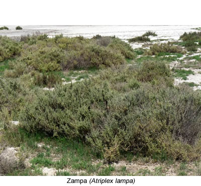 Flora de la pampa - Zampa (Atriplex lampa)