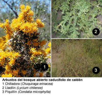 Flora de La Pampa - Arbustos del bosque abierto caducifolio de caldén