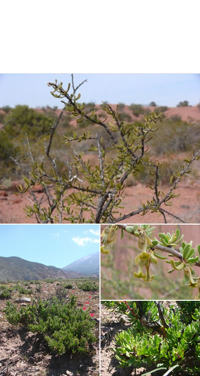 Monte negro (Bougainvillea spinosa)