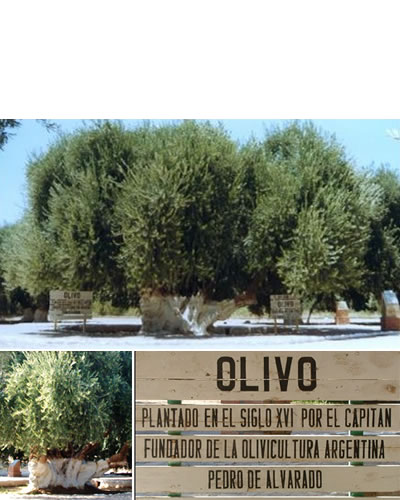 Olivo Histórico