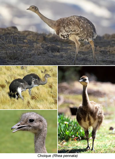 Choique (Rhea pennata)