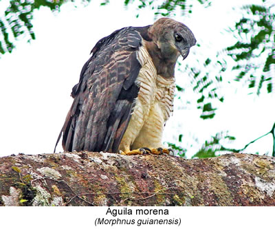 Águila morena (Morphnus guianensis)