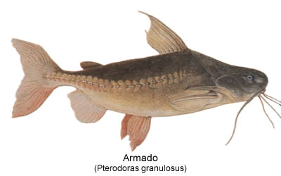 Armado (Pterodoras granulosus)